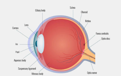 Parts of Eye